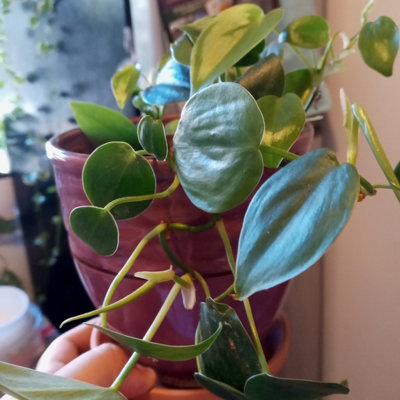 Plant - Picture 2 of 4